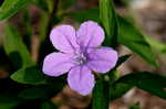 Carolina wild petunia